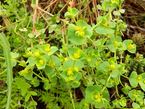 Grainfield spurge - Euphorbia segetalis Marjal Pego, Oliva, Muntanyeta Verda, Alicante, Spain. Euphorbia segetalis,Geotagged,Spain,Summer