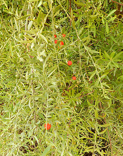 African Sandalwood - Osyris lanceolata Marjal Pego, Oliva, Muntanyeta Verda, Alicante, Spain. African Sandalwood,Geotagged,Osyris lanceolata,Spain,Summer