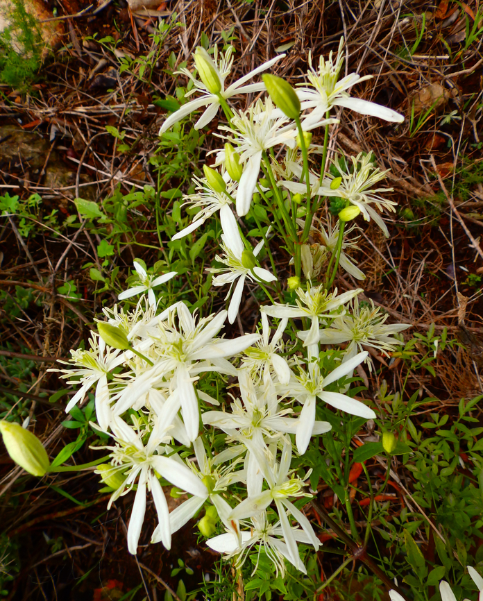 Fragrant Virgin's-Bower - Clematis flammula Marjal Pego, Oliva, Muntanyeta Verda, Alicante, Spain. Clematis flammula,Fragrant Virgin's-Bower,Geotagged,Spain,Summer