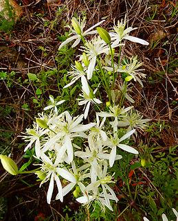 Fragrant Virgin's-Bower - Clematis flammula Marjal Pego, Oliva, Muntanyeta Verda, Alicante, Spain. Clematis flammula,Fragrant Virgin's-Bower,Geotagged,Spain,Summer