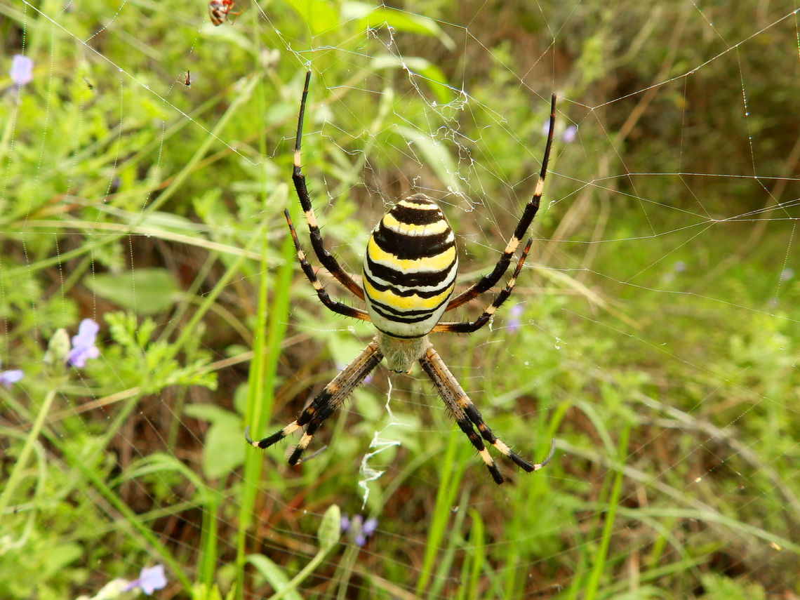 Wasp spider - Argiope bruennichi Marjal Pego, Oliva, Muntanyeta Verda, Alicante, Spain. Argiope bruennichi,Geotagged,Spain,Summer,Wasp spider