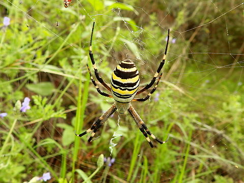 Wasp spider - Argiope bruennichi Marjal Pego, Oliva, Muntanyeta Verda, Alicante, Spain. Argiope bruennichi,Geotagged,Spain,Summer,Wasp spider