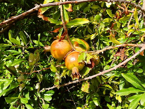 Pomegranate - Punica granatum Marjal Pego, Oliva, Muntanyeta Verda, Alicante, Spain. Geotagged,Pomegranate,Punica granatum,Spain,Summer