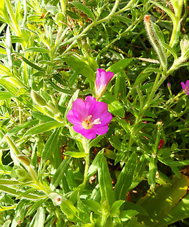 Great Willowherb - Epilobium hirsutum Marjal Pego, Oliva, Muntanyeta Verda, Alicante, Spain. Epilobium hirsutum,Geotagged,Great Willowherb,Spain,Summer