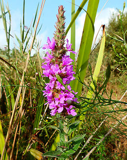 Spiked loosestrife - Lythrum salicaria Marjal Pego, Oliva, Muntanyeta Verda, Alicante, Spain. Geotagged,Lythrum salicaria,Spain,Spiked loosestrife,Summer