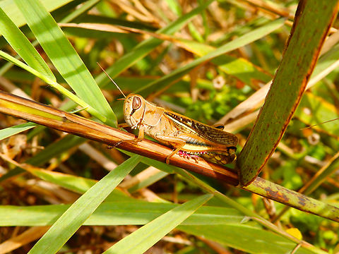 Lamenting Grasshopper - Eyprepocnemis plorans Marjal Pego, Oliva, Muntanyeta Verda, Alicante, Spain. Eyprepocnemis plorans,Geotagged,Lamenting Grasshopper,Spain,Summer
