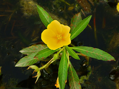 Water Primrose - Ludwigia grandiflora Marjal Pego, Oliva, Alicante, Spain. Geotagged,Ludwigia  grandiflora,Ludwigia grandiflora,Spain,Summer