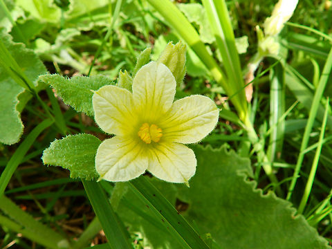 Squirting cucumber - Ecballium_elaterium Marjal Pego, Oliva, Alicante, Spain. Ecballium elaterium,Geotagged,Spain,Squirting cucumber,Summer