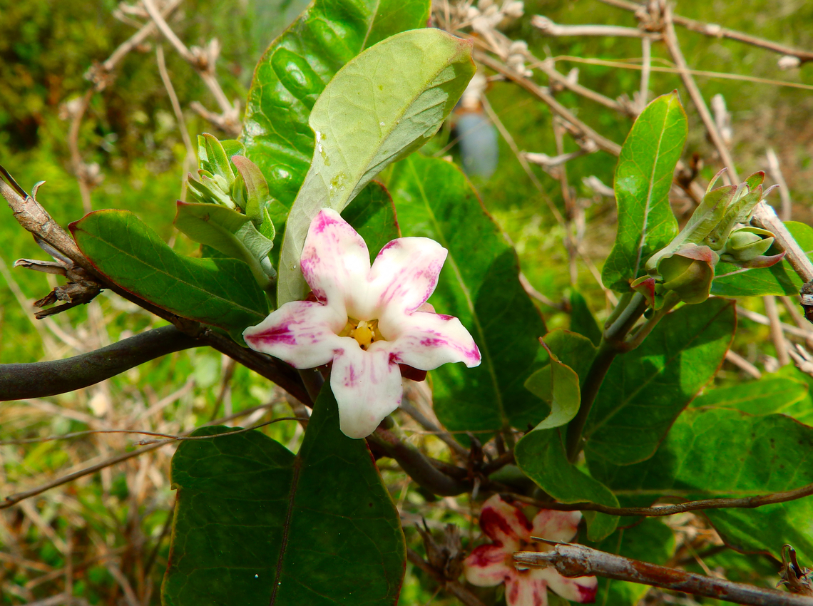 White Bladderflower - Araujia sericifera Marjal Pego, Oliva, Alicante, Spain. Araujia sericifera,Geotagged,Spain,Summer,White Bladderflower