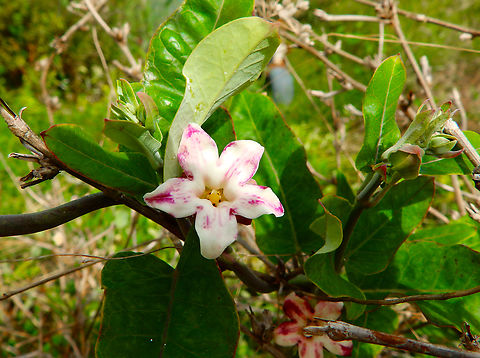 White Bladderflower - Araujia sericifera Marjal Pego, Oliva, Alicante, Spain. Araujia sericifera,Geotagged,Spain,Summer,White Bladderflower