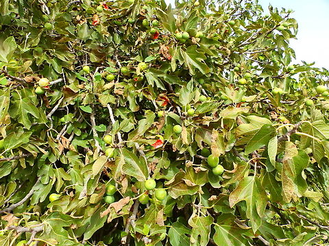 Common fig - Ficus carica Marjal Pego, Oliva, Alicante, Spain. Common fig,Ficus carica,Geotagged,Spain,Summer