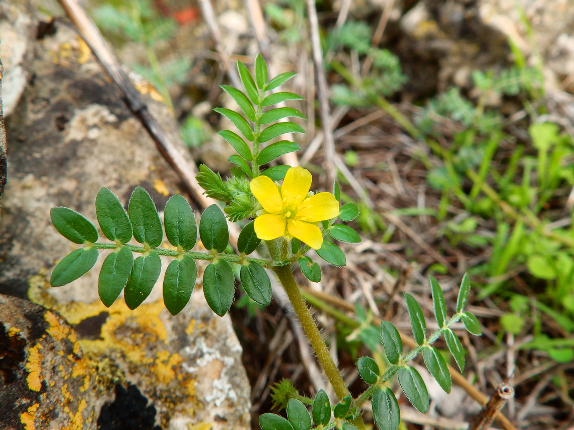 Puncture Vine - Tribulus terrestris Marjal Pego, Oliva, Muntanyeta Verda, Alicante, Spain. Geotagged,Puncture Vine,Spain,Summer,Tribulus terrestris