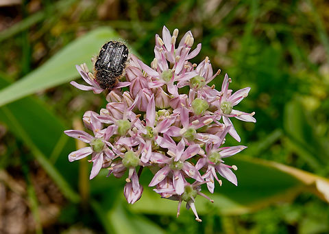 Black Garlic - Allium nigrum Seen in Late Minoan Armeni cemetery in Crete, Greece. Allium nigrum,Black garlic,Geotagged,Greece,Spring