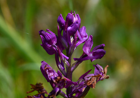 Anacamptis laxiflora Seen in Late Minoan Armeni cemetery in Crete, Greece.  Anacamptis laxiflora,Geotagged,Greece,Loose-flowered Orchid,Spring