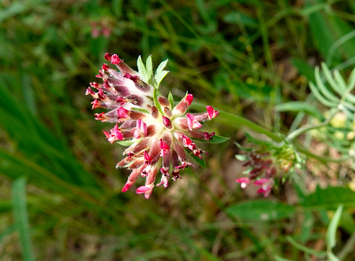 Common Kidneyvetch - Anthyllis vulneraria_(possibly ssp rubriflora) Seen in Late Minoan Armeni cemetery in Crete, Greece.  Anthyllis vulneraria,Common Kidneyvetch,Geotagged,Greece,Spring