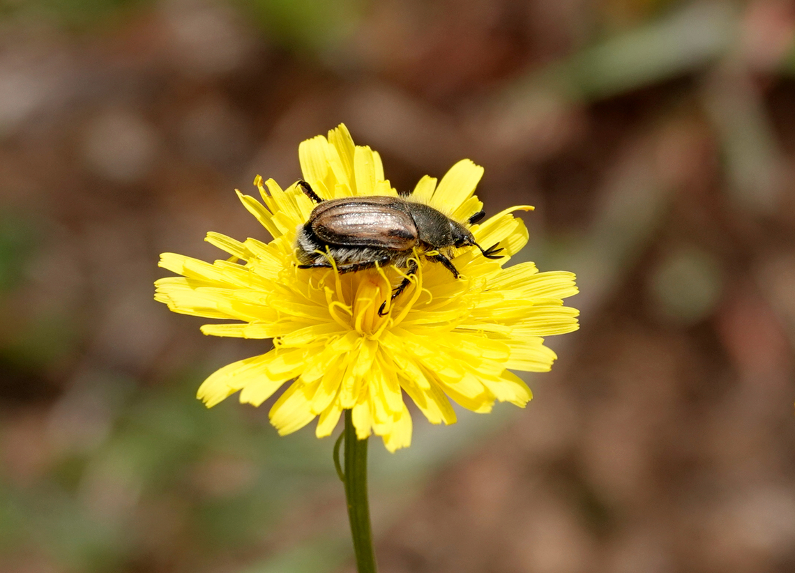 Blitopertha lineolata Seen in Late Minoan Armeni cemetery in Crete, Greece.  Blitopertha lineolata,Geotagged,Greece,Spring