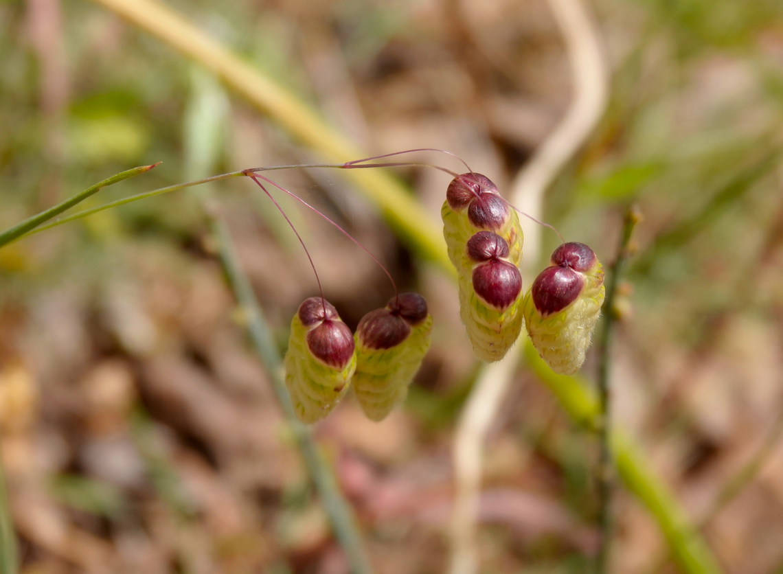 Greater Quaking Grass - Briza maxima Seen in Late Minoan Armeni cemetery in Crete, Greece.  Briza maxima,Geotagged,Greater Quaking Grass,Greece,Spring