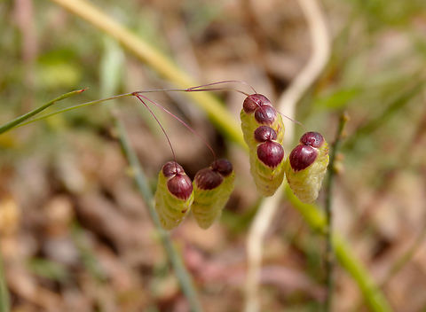 Greater Quaking Grass - Briza maxima Seen in Late Minoan Armeni cemetery in Crete, Greece.  Briza maxima,Geotagged,Greater Quaking Grass,Greece,Spring
