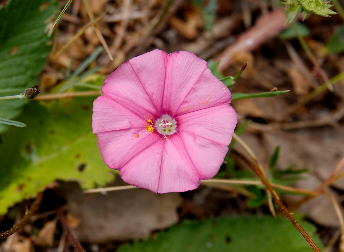 Mallow bindweed - Convolvulus althaeoides Seen in Late Minoan Armeni cemetery in Crete, Greece.  Convolvulus althaeoides,Geotagged,Greece,Mallow bindweed,Spring
