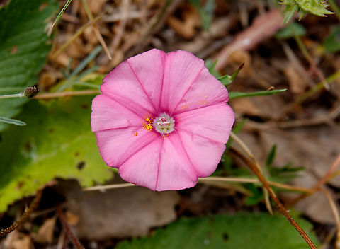 Mallow bindweed - Convolvulus althaeoides Seen in Late Minoan Armeni cemetery in Crete, Greece.  Convolvulus althaeoides,Geotagged,Greece,Mallow bindweed,Spring