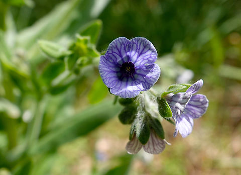 Blue hound's tongue - Cynoglossum creticum Seen in Late Minoan Armeni cemetery in Crete, Greece.  Blue hound's tongue,Cynoglossum creticum,Geotagged,Greece,Spring