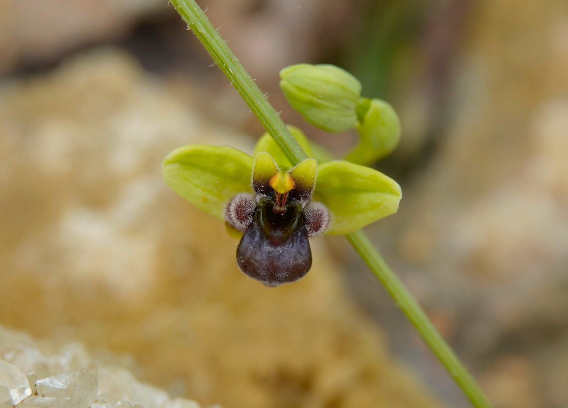 Bumblebee orchid - Ophrys bombyliflora Seen in Late Minoan Armeni cemetery in Crete, Greece.  Geotagged,Greece,Ophrys bombyliflora,Spring