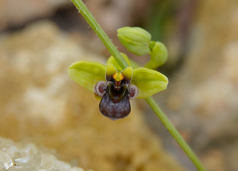 Bumblebee orchid - Ophrys bombyliflora Seen in Late Minoan Armeni cemetery in Crete, Greece.  Geotagged,Greece,Ophrys bombyliflora,Spring