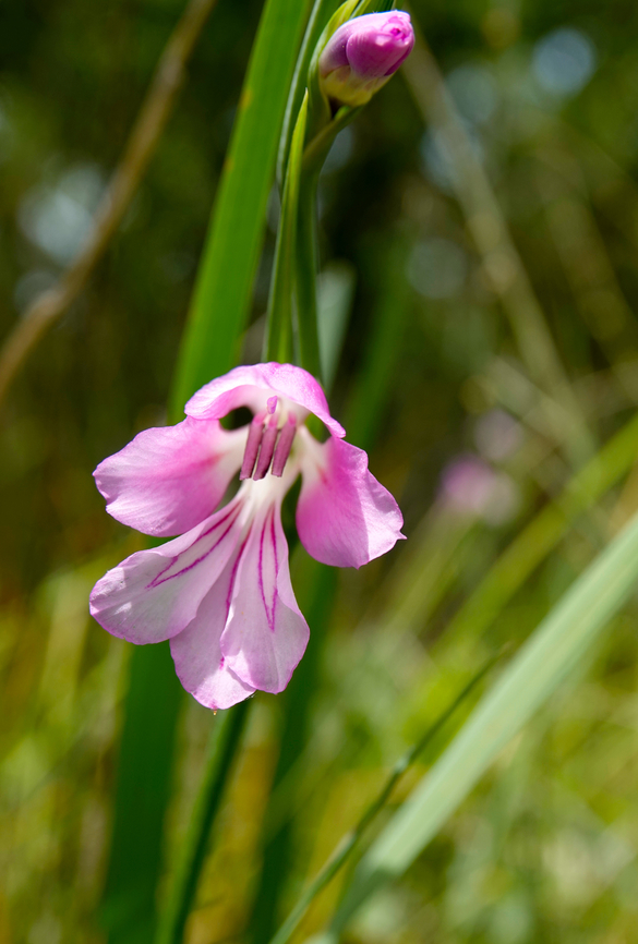 Italian Gladiolus - Gladiolus italicus Seen in Late Minoan Armeni cemetery in Crete, Greece.  Geotagged,Gladiolus italicus,Greece,Italian Gladiolus,Spring