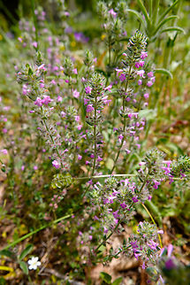 Myrtle-leaved Savory - Micromeria myrtifolia Seen in Late Minoan Armeni cemetery in Crete, Greece.  Geotagged,Greece,Micromeria myrtifolia,Myrtle-leaved Savory,Spring