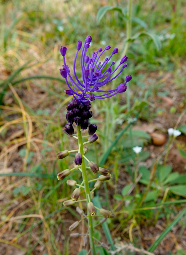 Tassel grape hyacinth - Muscari comosum Seen in Late Minoan Armeni cemetery in Crete, Greece.  Geotagged,Greece,Muscari comosum,Spring,Tassel grape hyacinth