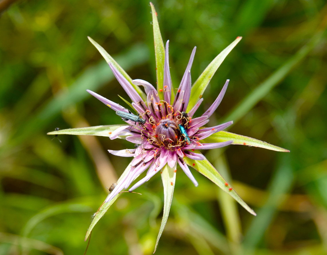 False Blister Beetles - Oedemera lurida Seen in Late Minoan Armeni cemetery in Crete, Greece.  False Blister Beetles,Geotagged,Greece,Oedemera lurida,Spring