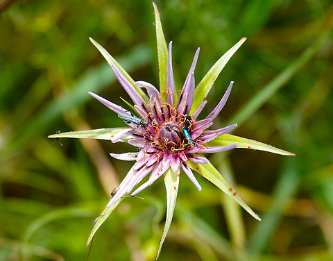 False Blister Beetles - Oedemera lurida Seen in Late Minoan Armeni cemetery in Crete, Greece.  False Blister Beetles,Geotagged,Greece,Oedemera lurida,Spring