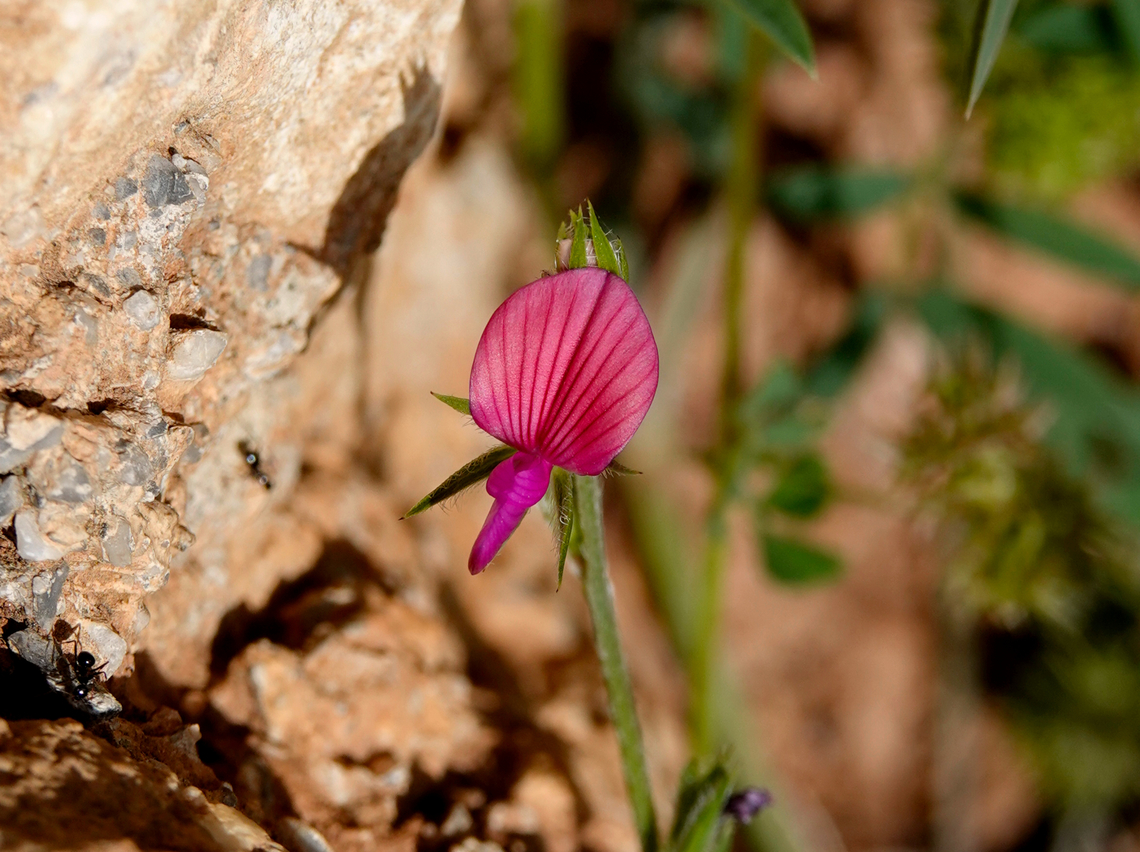 Equal-toothed Sainfoin - Onobrychis aequidentata Seen in Late Minoan Armeni cemetery in Crete, Greece.  Equal-toothed Sainfoin,Geotagged,Greece,Onobrychis aequidentata,Spring