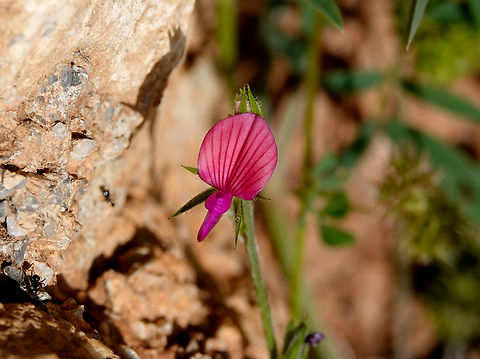 Equal-toothed Sainfoin - Onobrychis aequidentata Seen in Late Minoan Armeni cemetery in Crete, Greece.  Equal-toothed Sainfoin,Geotagged,Greece,Onobrychis aequidentata,Spring