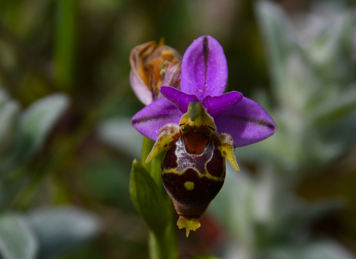 Ophrys heldreichii Seen in Late Minoan Armeni cemetery in Crete, Greece.  Geotagged,Greece,Ophrys heldreichii,Spring