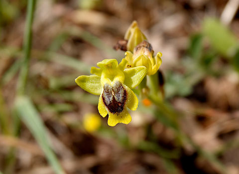 Ophrys lutea, ssp. phryganae Seen in Late Minoan Armeni cemetery in Crete, Greece.  Geotagged,Greece,Ophrys lutea,Spring