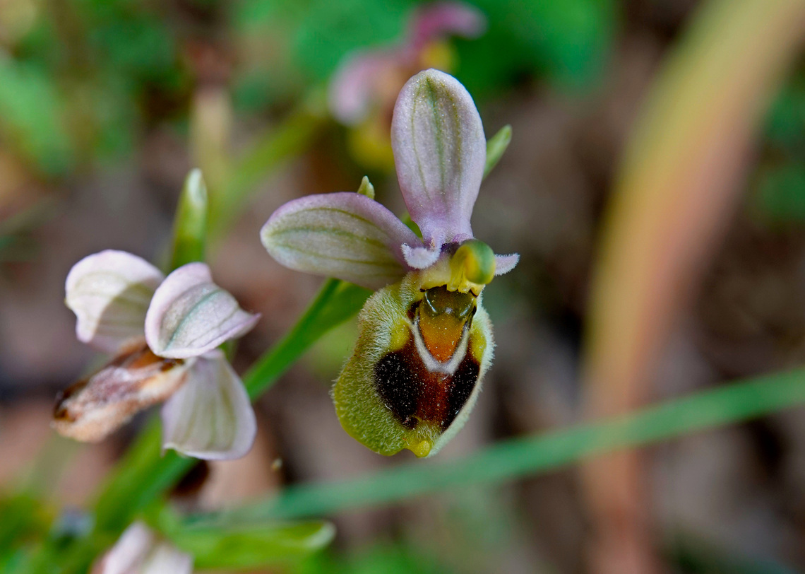 Ophrys tenthredinifera Seen in Late Minoan Armeni cemetery in Crete, Greece.  Geotagged,Greece,Ophrys tenthredinifera,Spring