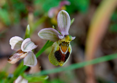 Ophrys tenthredinifera Seen in Late Minoan Armeni cemetery in Crete, Greece.  Geotagged,Greece,Ophrys tenthredinifera,Spring