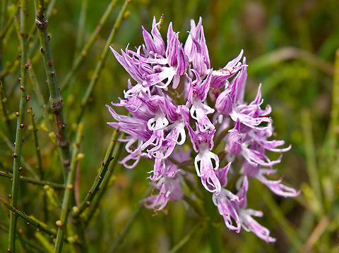 Italian Orchid - Orchis italica Seen in Late Minoan Armeni cemetery in Crete, Greece.  Geotagged,Greece,Italian orchid,Orchis italica,Spring