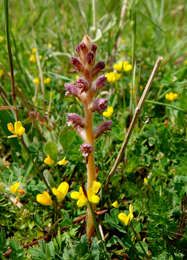 Thyme Broomrape - Orobanche alba Seen in Late Minoan Armeni cemetery in Crete, Greece.  Geotagged,Greece,Orobanche alba,Spring,Thyme Broomrape