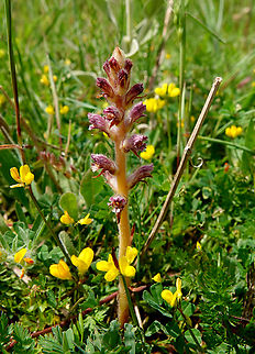 Thyme Broomrape - Orobanche alba Seen in Late Minoan Armeni cemetery in Crete, Greece.  Geotagged,Greece,Orobanche alba,Spring,Thyme Broomrape
