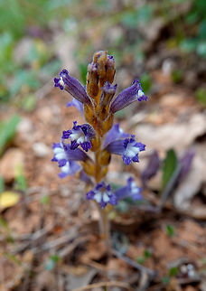 Hemp broomrape  - Orobanche ramosa Seen in Late Minoan Armeni cemetery in Crete, Greece.  Geotagged,Greece,Orobanche ramosa,Spring