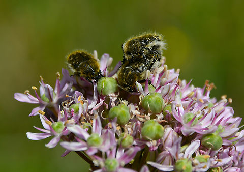 Mediterranean Spotted Chafer - Oxythyrea funesta Seen in Late Minoan Armeni cemetery in Crete, Greece.  Geotagged,Greece,Mediterranean Spotted Chafer,Oxythyrea funesta,Spring