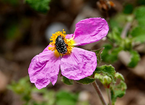 Middle-east flower scarab - Oxythyrea cinctella Seen in Late Minoan Armeni cemetery in Crete, Greece.  Geotagged,Greece,Middle-east flower scarab,Oxythyrea cinctella,Spring