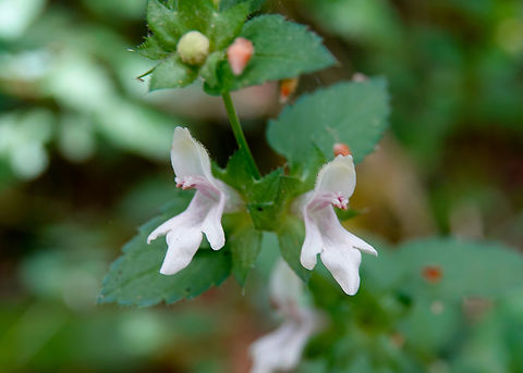 White hedge-nettle - Prasium majus ssp. creticum Seen in Late Minoan Armeni cemetery in Crete, Greece.  Geotagged,Greece,Prasium majus,Spring,White hedge-nettle