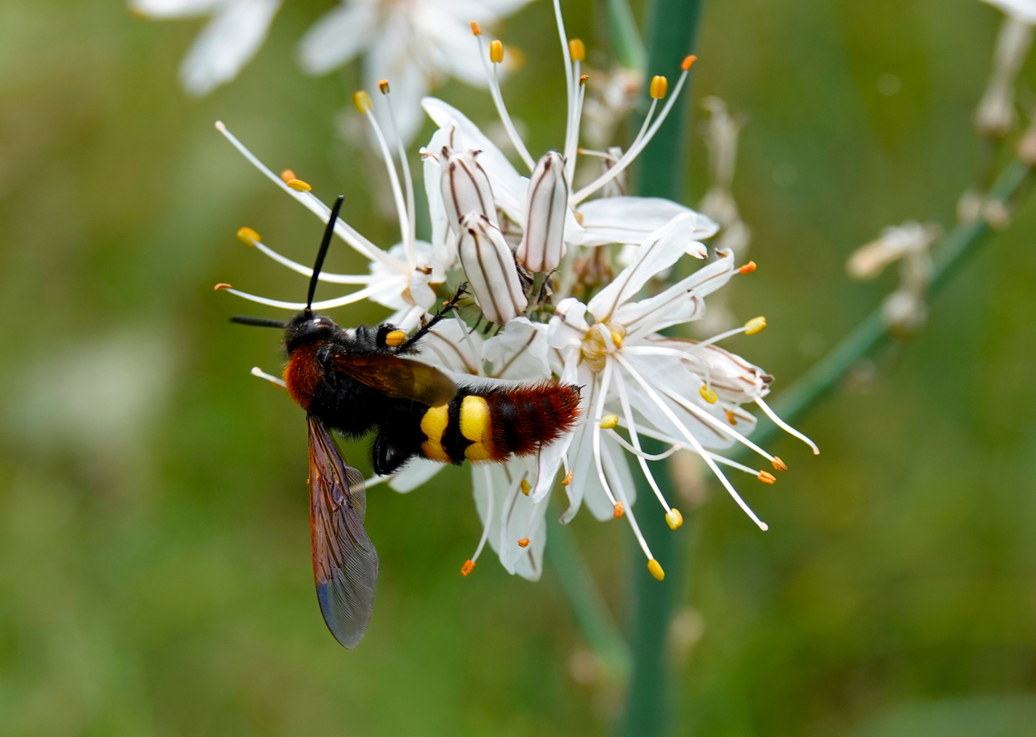 Scolia hirta Seen in Late Minoan Armeni cemetery in Crete, Greece.  Geotagged,Greece,Scolia hirta,Spring