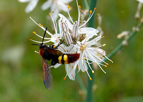 Scolia hirta Seen in Late Minoan Armeni cemetery in Crete, Greece.  Geotagged,Greece,Scolia hirta,Spring