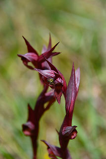 Serapias bergonii With a little spider on it.
Seen in Late Minoan Armeni cemetery in Crete, Greece.  Geotagged,Greece,Serapias bergonii,Spring