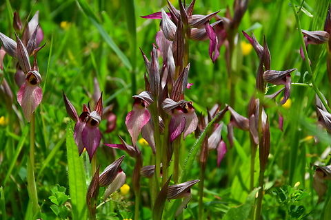 Tongue-orchid - Serapias lingua Seen in Late Minoan Armeni cemetery in Crete, Greece.  Geotagged,Greece,Serapias lingua,Spring,Tongue-orchid