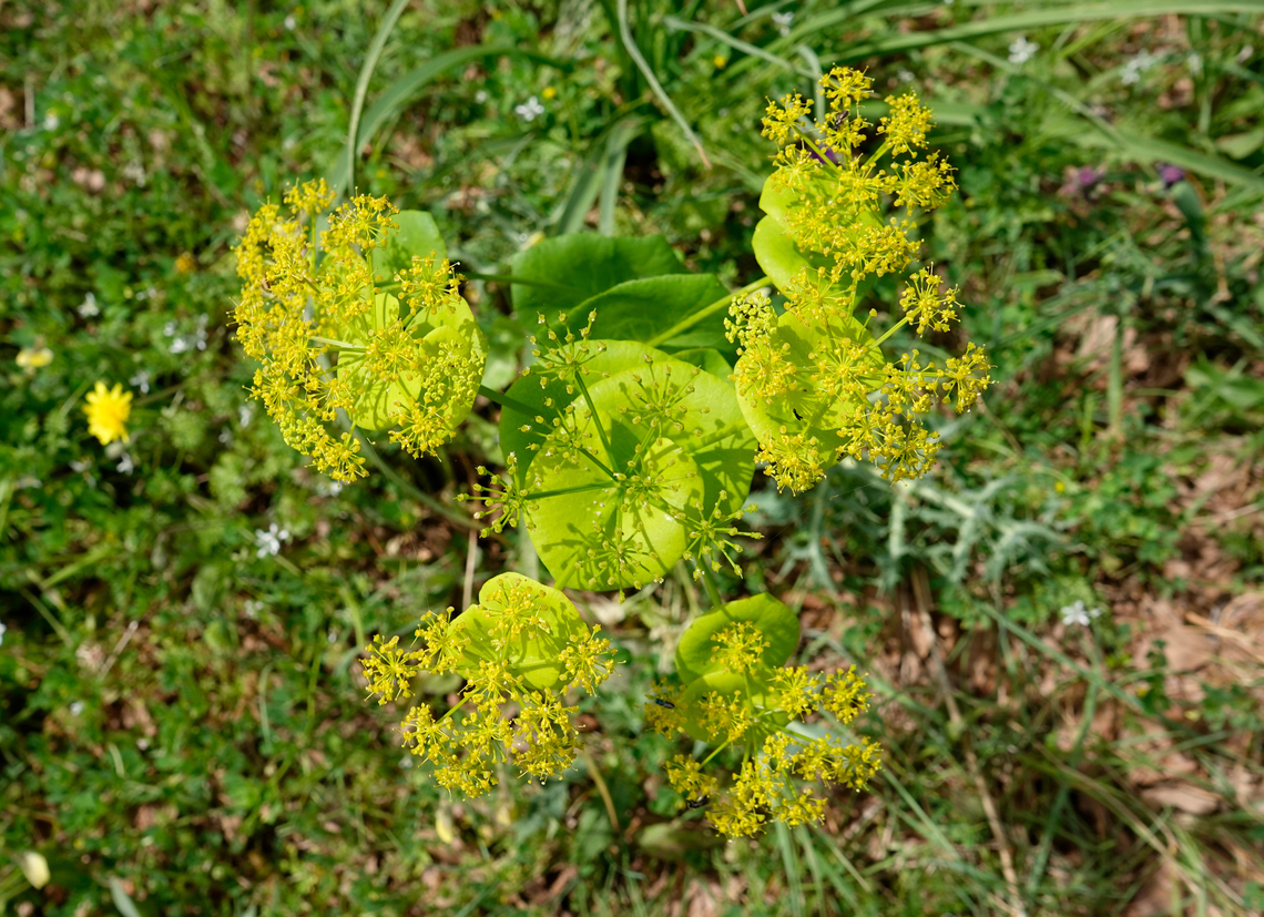 Celery-leaved alexanders - Smyrnium creticum Seen in Late Minoan Armeni cemetery in Crete, Greece.  Celery-leaved alexanders,Geotagged,Greece,Smyrnium creticum,Spring